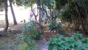 Zahrada ubytování Pag studio Garden