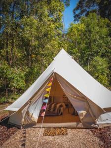 a cat laying inside of a white tent at Aura Glamping Bell Tent in Eumundi