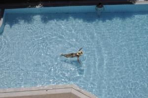 Fotografie z fotogalerie ubytování Porto Plazza Hotel v destinaci Hersonissos