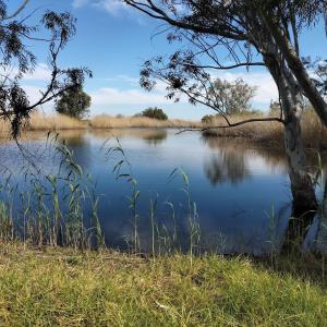 a body of water with a tree and grass at Bezalel Estate Country House 