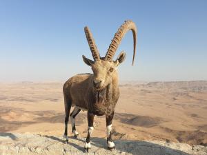 a goat with long horns standing in the desert at נחת רוח Nachat Ruach in Mitzpe Ramon