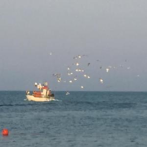 un bateau dans l'océan avec un troupeau d'oiseaux dans l'établissement Mansarda Mare, à Altidona