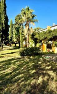 a palm tree in the middle of a yard at Cortijo Negretti in Herrera de Alcántara