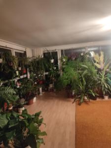a room filled with lots of potted plants at Оазис in Jíloviště