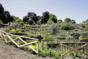 a field of crops with a wooden fence at EcoAgriturismo Notti Stellate Etna Mare in Mascali