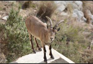 a gazelle walking on top of a wall at Apartamentos Axarquia , Frigiliana, terraza privada con vistas a la montaña rio y al mar in Frigiliana +202 photos