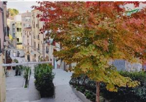 a tree on a city street with buildings at ANTIC Manresa 1 in Manresa