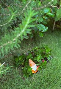 ダラットにあるLe Macaron Garden Stay - City Boutique Hotel Da Latの草の中の植物に止まったおもちゃの蝶