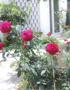 ダラットにあるLe Macaron Garden Stay - City Boutique Hotel Da Latの窓の前のピンクのバラの群れ