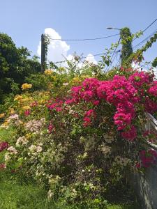 a bunch of flowers on a fence at Les jardins de VALENTIN in Le Gosier