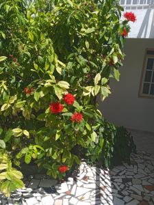 a bush with red flowers on a patio at Les jardins de VALENTIN in Le Gosier