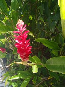 a red flower on a plant with green leaves at Les jardins de VALENTIN in Le Gosier