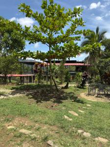 a tree in a park with a building in the background at Jaragual EcoHostel in La Vega