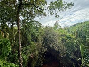a view of a forest of trees and bushes at GURUS FR Luminoso Amplio Cómodo en excelente ubicación in Pereira