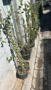 Zahrada ubytování Pierre hostel