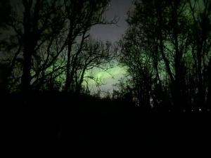 a group of trees at night with a green sky at Warm and cosy apartment in Tromsø