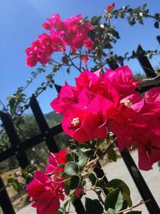 A garden outside Locanda