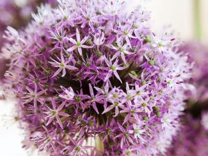 a bunch of purple and white flowers at Kampbarg-36 in Kampen