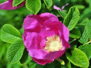 a pink flower on a bush with green leaves at Vis-a-Vis in Kampen