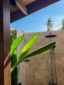 a green plant in a bathroom with a shower at Pera ONE Villas in Gili Trawangan