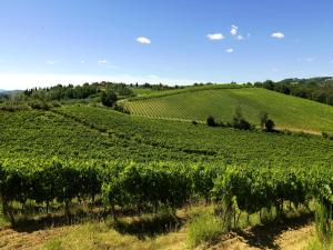 una vista de un campo de vides verdes en Idyllic Farmhouse in Gambassi Terme-Fi with Swimming Pool, en Querce
