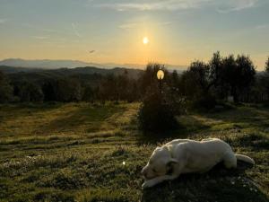 Un perro blanco tendido en un campo con la puesta de sol. en Idyllic Farmhouse in Gambassi Terme-Fi with Swimming Pool, en Querce