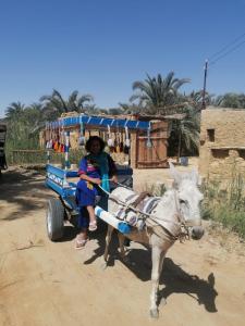 Fotografie z fotogalerie ubytování SiwaSiwa v destinaci Siwa