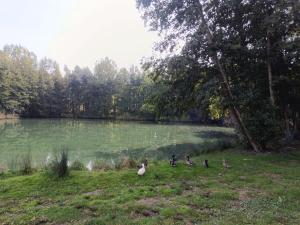 eine Gruppe von Enten, die im Gras in der Nähe eines Sees stehen in der Unterkunft "Kota coeur de bois" Chalet en bois au domaine de l'Aa in Bourbourg