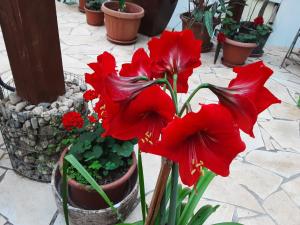 a group of red flowers in a pot at ViLLA MISKOLCTPOLCA, in Miskolc