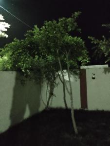 two trees in front of a wall at night at Agréable in Hennchir Ksar Rhaleb