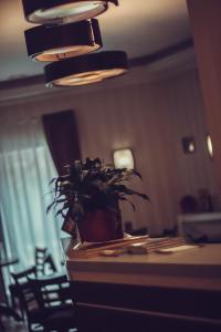 a plant sitting on a counter in a room at MDK Hotel in Saint Petersburg