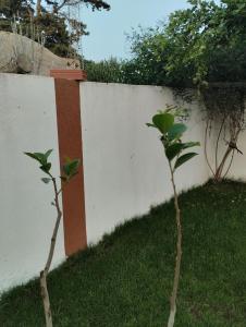 two small trees in front of a white fence at Agréable in Hennchir Ksar Rhaleb