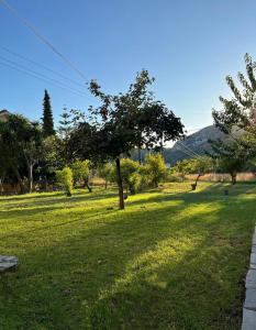 un árbol en medio de un campo de hierba en Anabelis studios & apartments, en Katelios