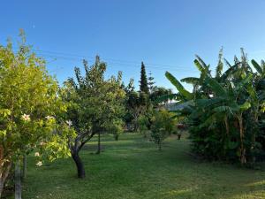 a row of trees in a field of grass at Anabelis studios & apartments in Katelios