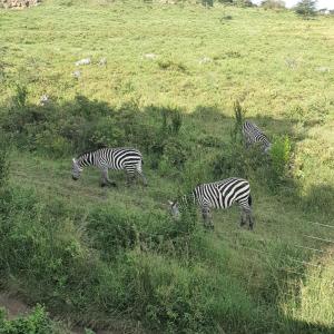 three zebras grazing in a field of grass at AregeHomes in Nakuru