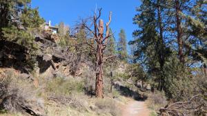 a tree on the side of a dirt trail at River Ridge 423B condo in Bend