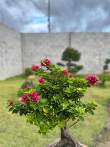 una pianta con fiori rosa su una roccia di Mộc home garden a Phan Thiet