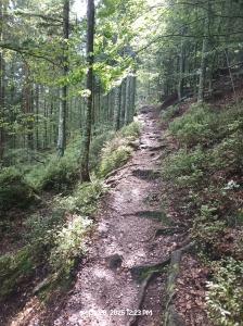 a dirt trail in a wooded area with trees at Le Petit Prince et la Rose in Wettolsheim