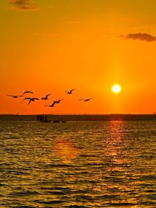 a flock of birds flying over the ocean at sunset at First-Floor 2BR 2BA Condo in Old Naples Steps to 5th Ave South & the Beach in Naples