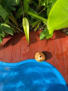a snail sitting next to a swimming pool at Chalé Koa Flora - PRAIA DE MOITAS in Amontada