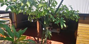 une plante verte avec des fleurs blanches dans une cour dans l'établissement Maison 6 personnes au pieds des montagnes à l'Entre-deux, à Entre-Deux