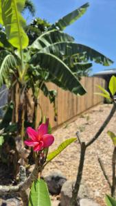 a pink flower on a plant in front of a fence at Stay on Sooning in Nelly Bay