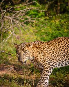 a leopard walking through a field of grass at Yala Safari Rest in Tissamaharama +4 photos