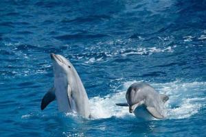 dos delfines jugando en el agua en el agua en رحلات بحرية دولفين وغواصة وجزر, en Hurghada
