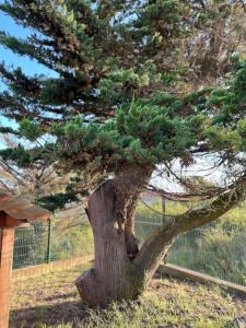 a small pine tree in front of a fence at La Tara - Vue mer - Parking - Terrasse in La Plaine-sur-Mer +13 photos