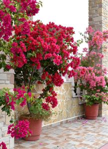 Zahrada ubytování Relax pozar