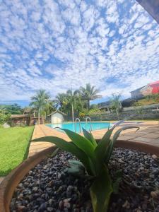 a plant in a rock garden next to a pool at Casa Condado Maricá in Maricá +5 photos