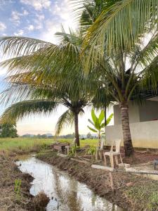 a house with two palm trees next to a river at TERATAK ToK ABAH in Kangar