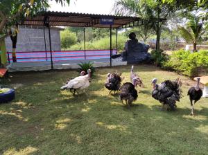 a group of turkey walking in the grass at MARS Nature Resort in Shāhāpur