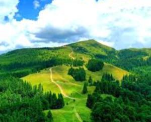a view of a green hill with trees on it at Casa de vacanță cu 4 camere Varlaam in Varlaam +7 photos